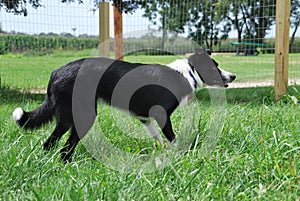 Border Collie Herding Inside Fence