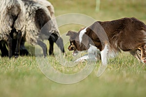 Border Collie Herding Sheep