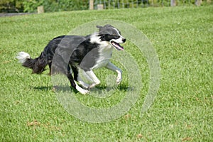 Border Collie herding sheep