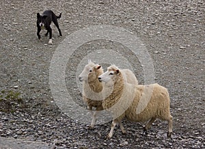 Border collie herding sheep