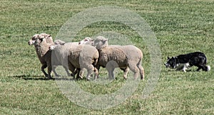 Border Collie Herding Sheep Close-up