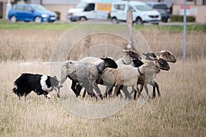 Border collie is herding sheep in nature.