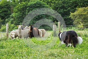 Border collie herding sheep