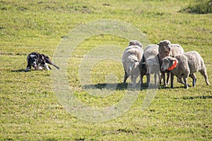 Border Collie Herding Sheep Reluctant Sheep