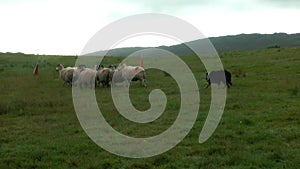 Border collie herds sheep