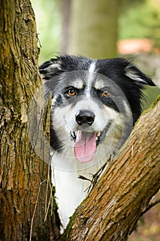 border collie is hidding behind the tree