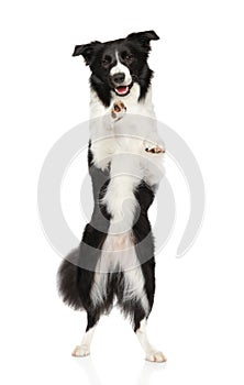 Border Collie on hind legs