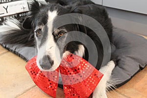 Border collie and his red bow