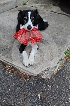 Border collie and his red bow