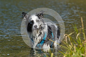 Border collie dog standing in a lake