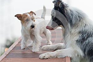 The Border Collie and Jack Russell Terrier get along