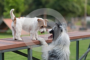 The Border Collie and Jack Russell Terrier get along