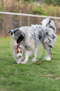 The Border Collie and Jack Russell Terrier get along