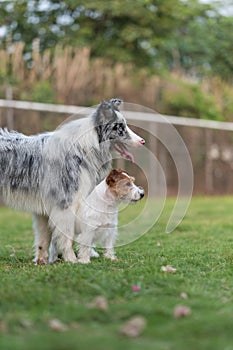 The Border Collie and Jack Russell Terrier get along