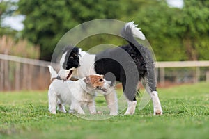 Border Collie and Jack Russell Terrier playing in the grass