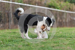 Border Collie and Jack Russell Terrier playing in the grass