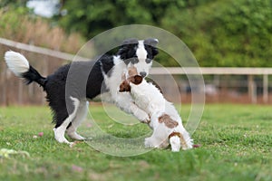 Border Collie and Jack Russell Terrier playing in the grass