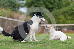 Border Collie and Jack Russell Terrier playing in the grass