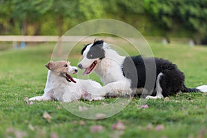 Border Collie and Jack Russell Terrier playing in the grass