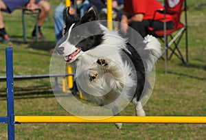 Border Collie jump