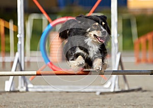 Border collie jumping