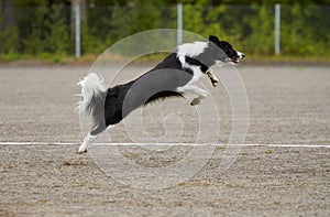 Border collie jumping