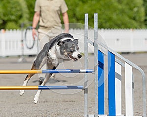 Border Collie jumping over an agility hurdle on a dog agility course