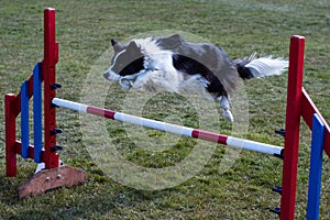 Border Collie Jumping over agility obstacle