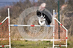 Border collie is jumping over the hurdles.