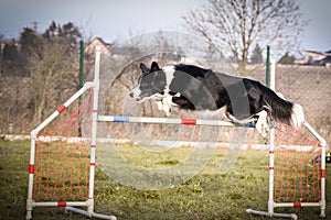 Border collie is jumping over the hurdles.