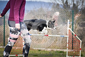 Border collie is jumping over the hurdles.