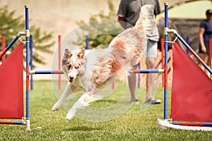 Border collie is jumping over the hurdles.