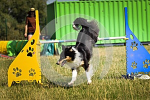 Border collie is jumping over the hurdles.