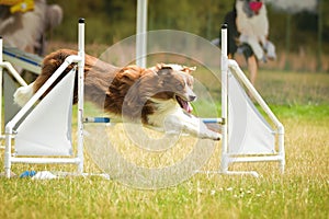 Border collie is jumping over the hurdles.