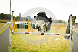 Border collie is jumping over the hurdles.