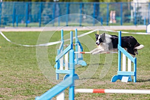 Border Collie jumping over the obstacle on dog agility sport competition
