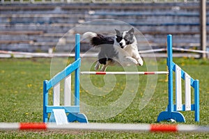 Border Collie jumping over the obstacle on dog agility sport competition