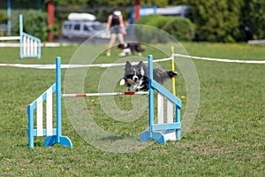 Border Collie jumping over the obstacle on dog agility sport competition