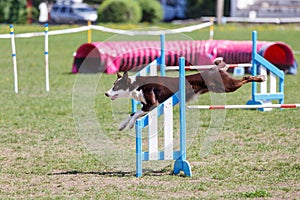 Border Collie jumping over the obstacle on dog agility sport competition