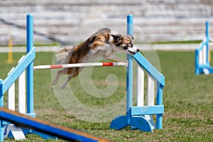 Border Collie jumping over the obstacle on dog agility sport competition