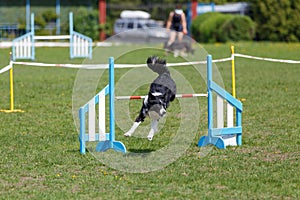 Border Collie jumping over the obstacle on dog agility sport competition