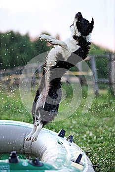 Border Collie jumping over the water drops