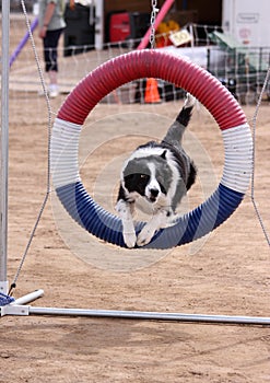 Border Collie jumping through ring