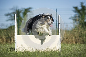 Border collie jumps a panel jump