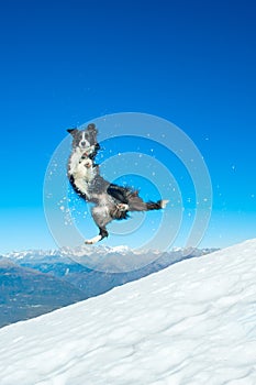 Border Collie jumps in the snow