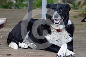 Border Collie Kelpie Dog