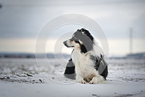 Border collie is laying in the snow