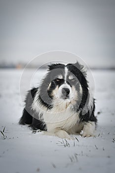 Border collie is laying in the snow