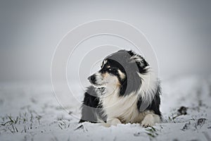 Border collie is laying in the snow.