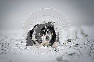 Border collie is laying in the snow